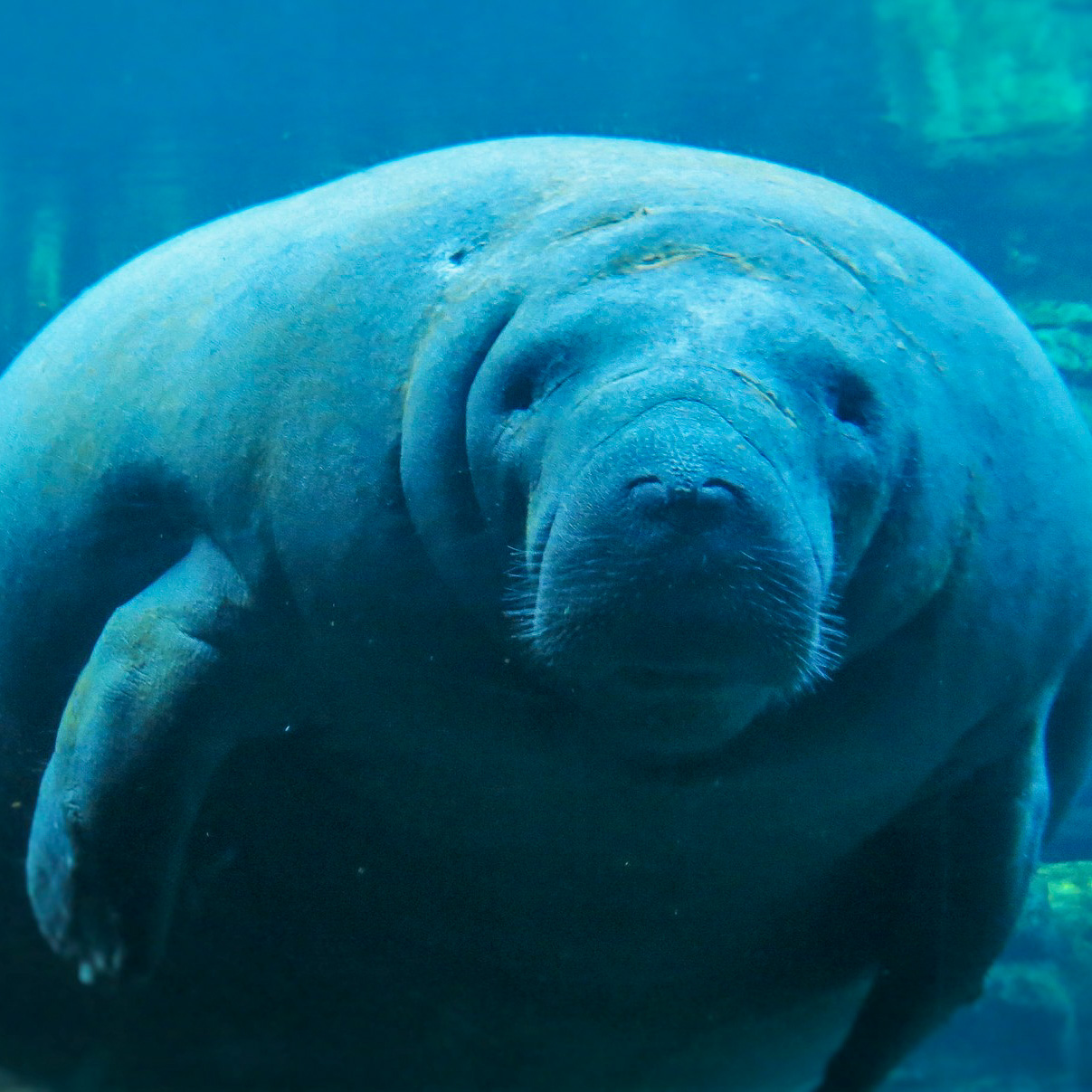 Discover Manatees