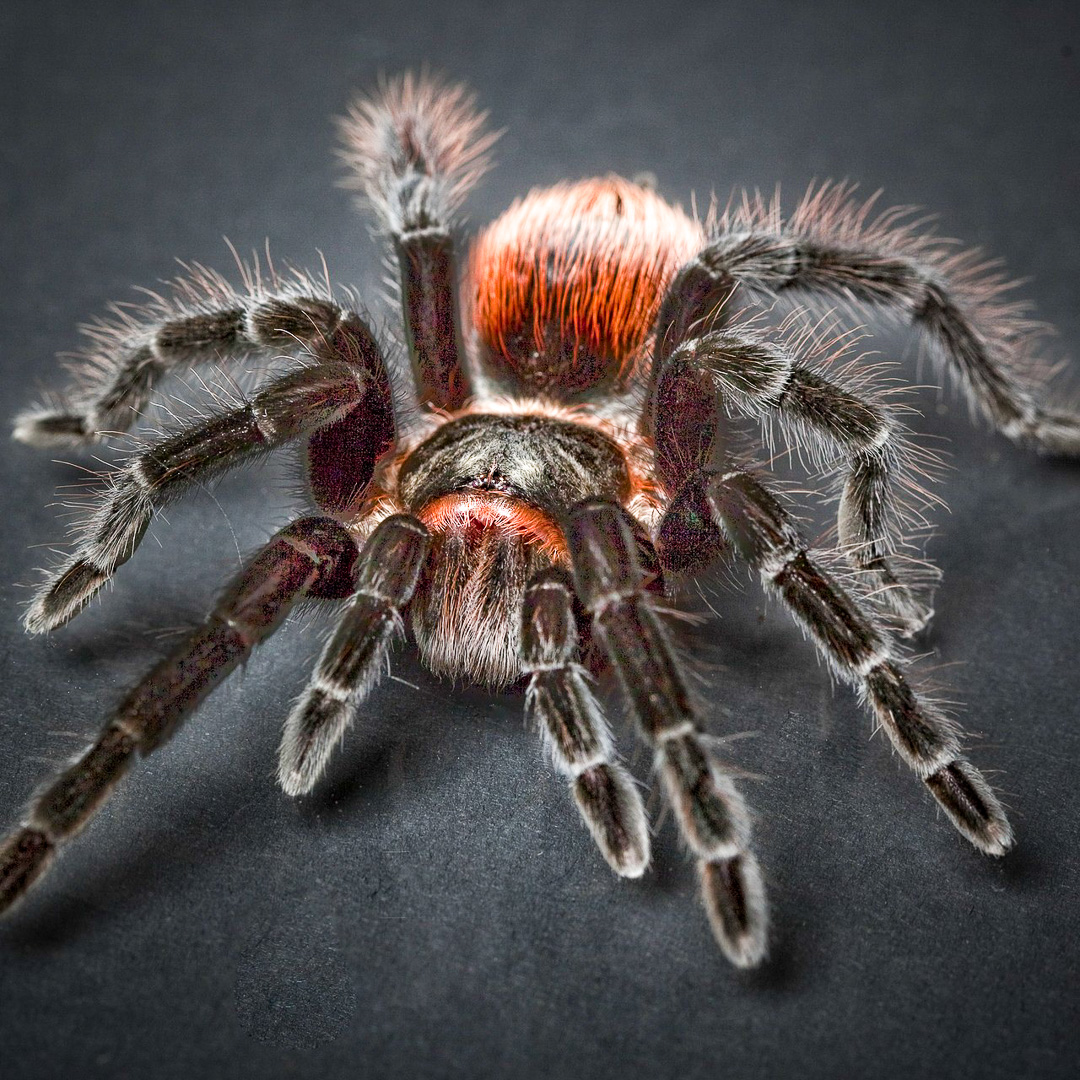 Spider