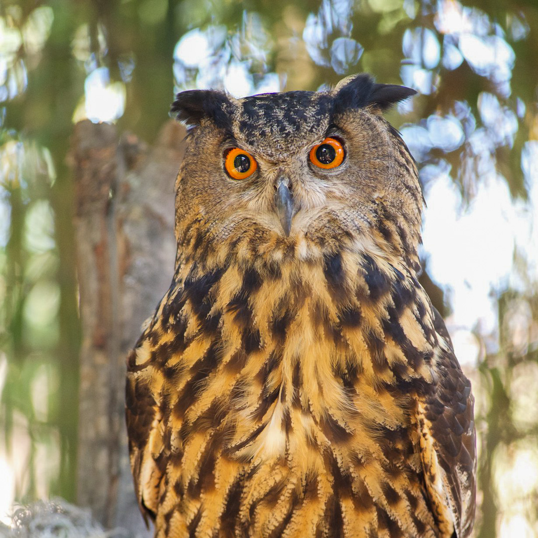 Fur, Feathers, and Scales