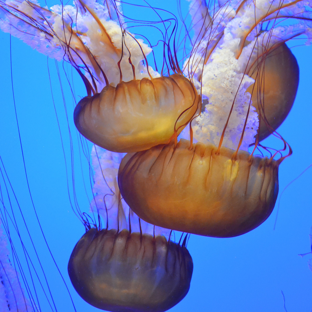 Jellyfish